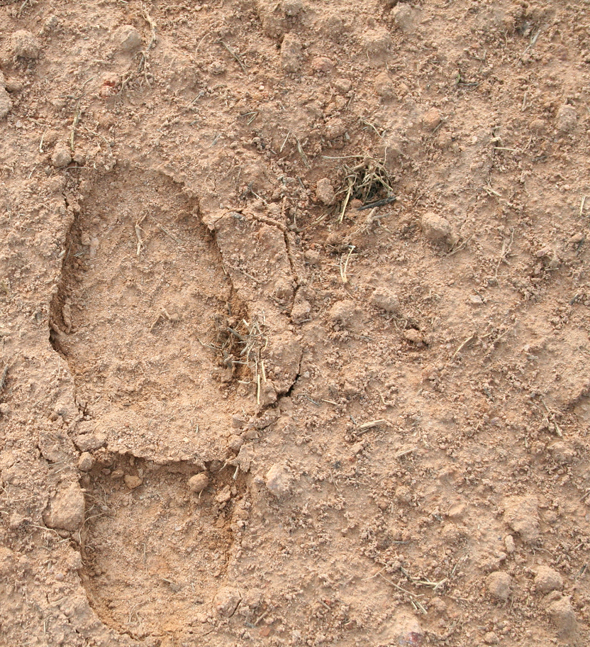boot print in firm soil